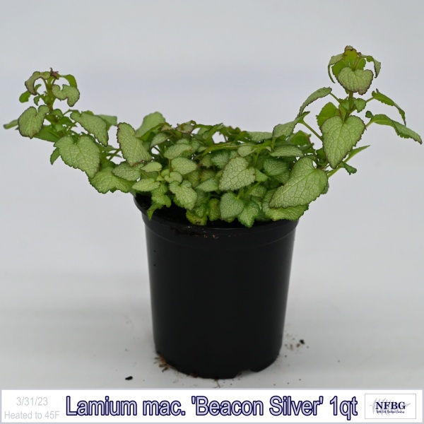 Lamium mac. Beacon Silver 1qt