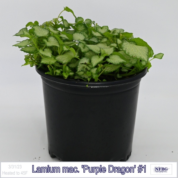 Lamium mac. Purple Dragon #1