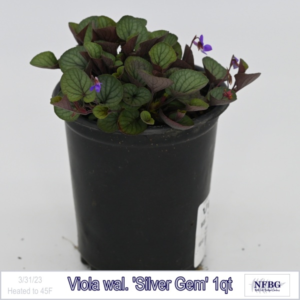 Viola wal. Silver Gem 1qt
