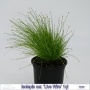 Isolepis cernua Live Wire 1qt
