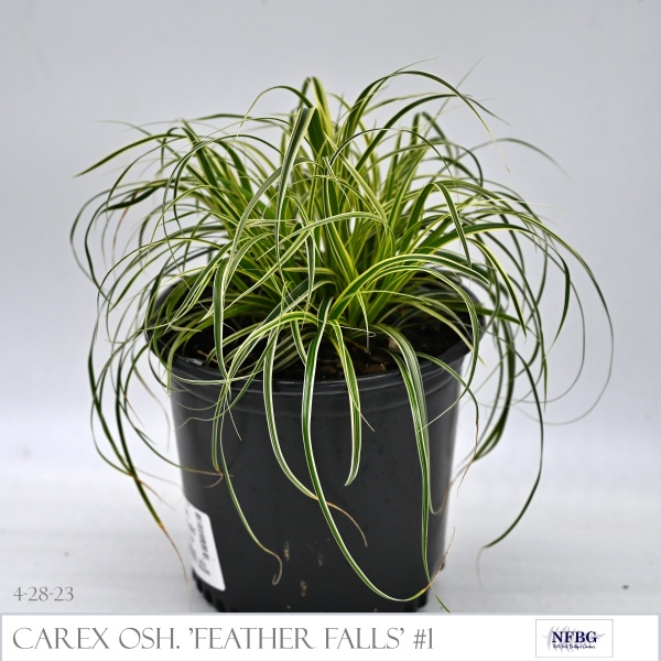 Carex-osh.-Feather-Falls-1