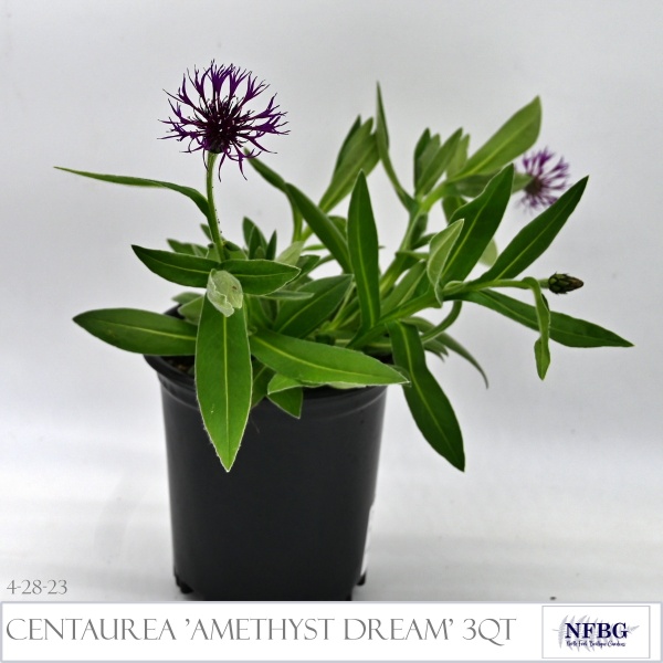 Centaurea-mon.-Amethyst-Dream-3qt