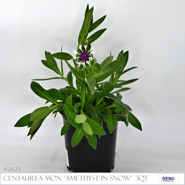 Centaurea-mon.-Amethyst-in-Snow-3qt