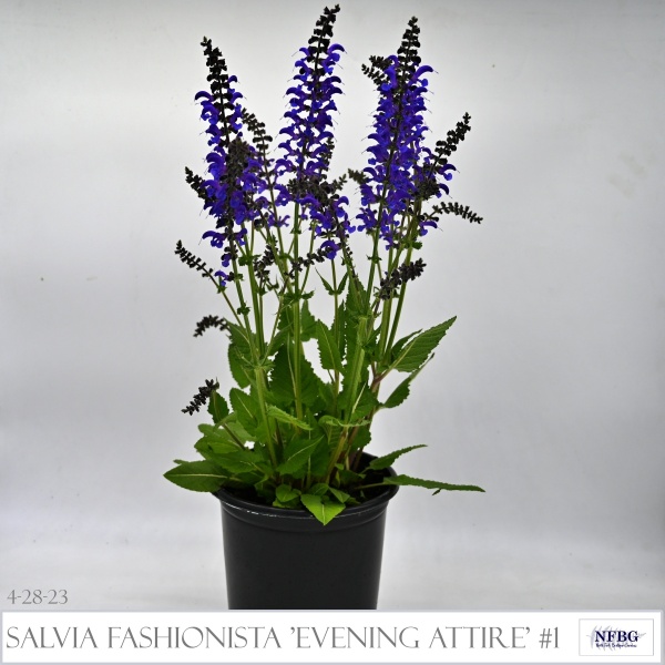 Salvia-Fashionista®-Evening-Attire-1
