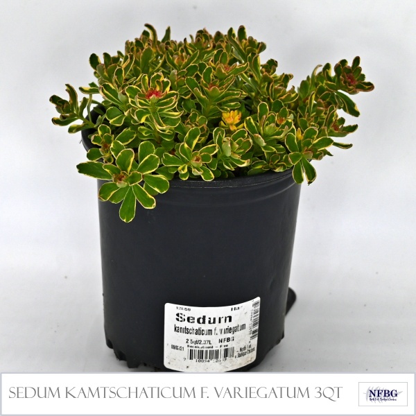 Sedum-kamtschaticum-f.-variegatum-3qt
