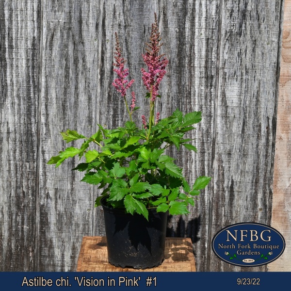 Astilbe-chi.-Vision-in-Pink-1
