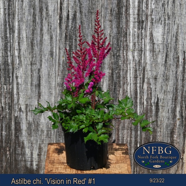 Astilbe-chi.-Vision-in-Red-1