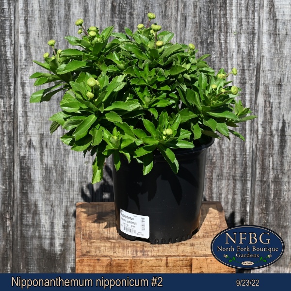 Nipponanthemum-nipponicum-2
