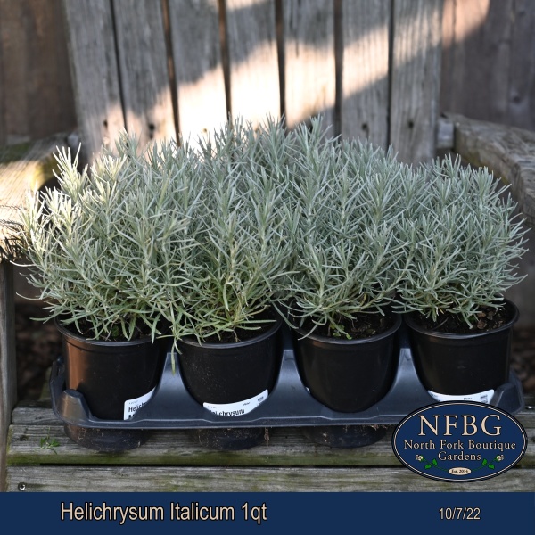 Helichrysum-Italicum-1qt