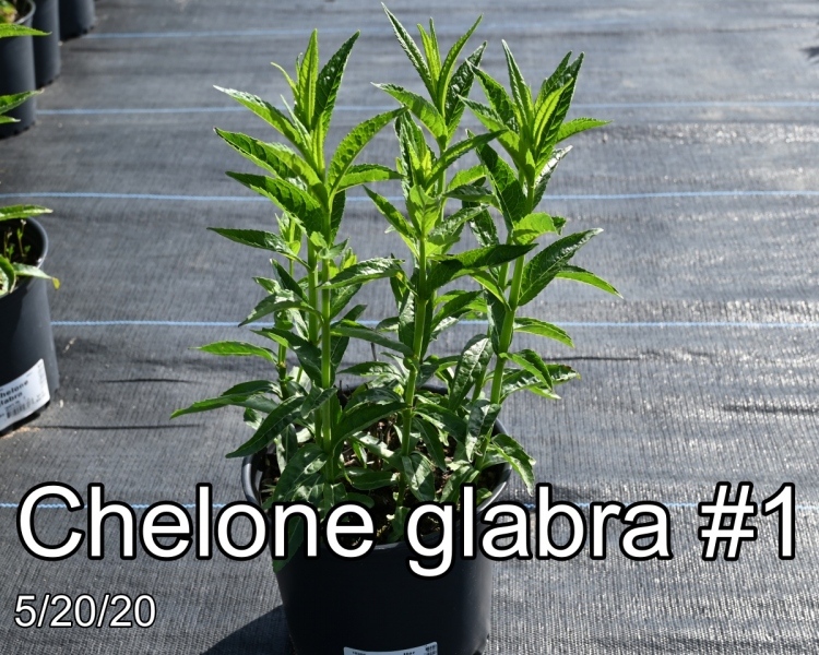 Chelone glabra #1