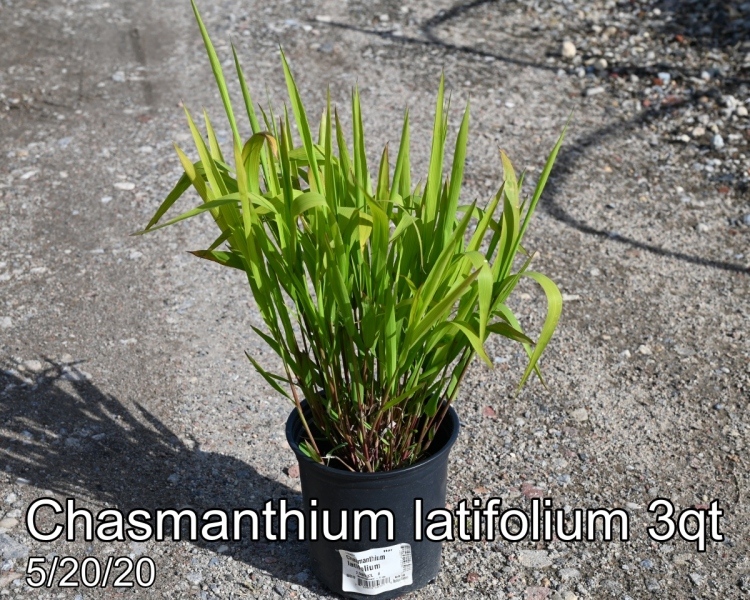 Chasmanthium latifolium 3qt
