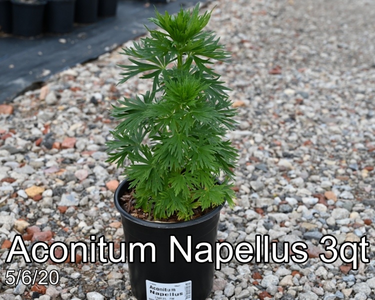 Aconitum Napellus 3qt