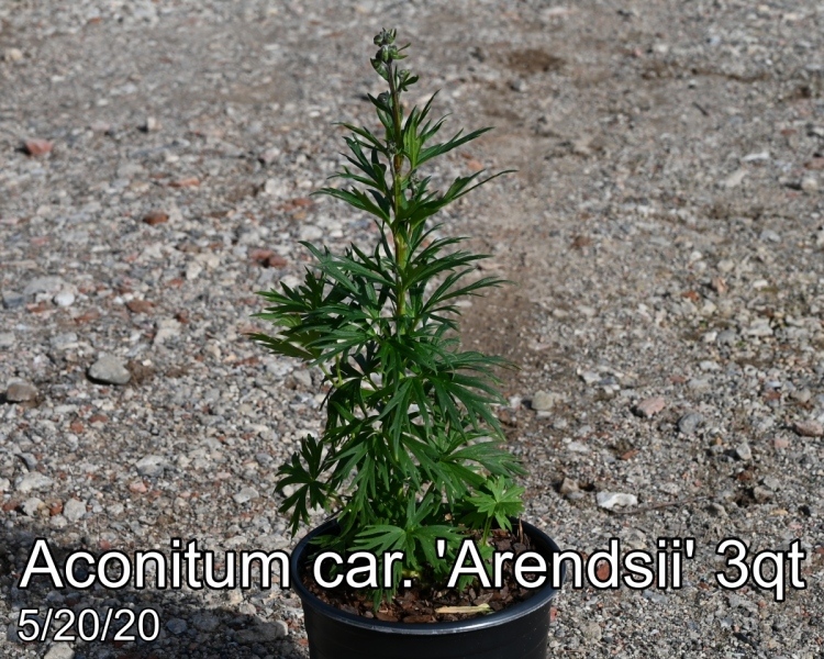 Aconitum car. Arendsii 3qt