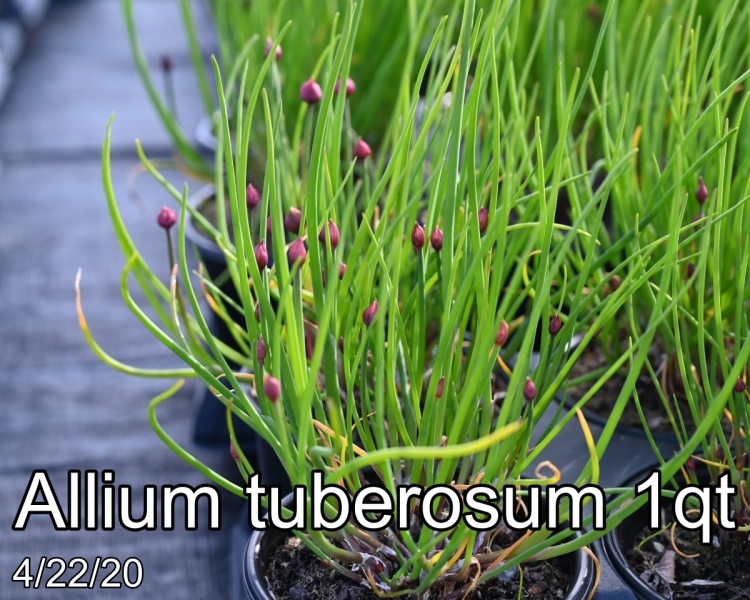 Allium tuberosum 1qt