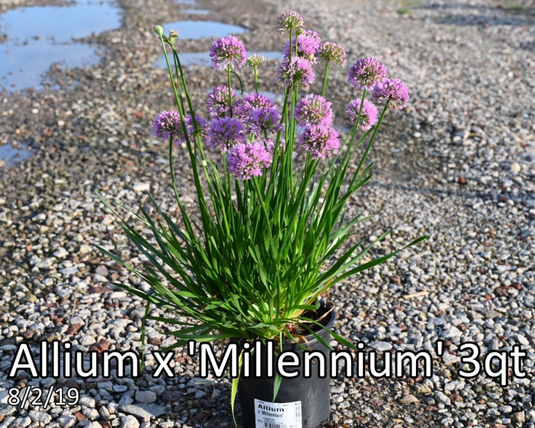 Allium x Millennium 3qt