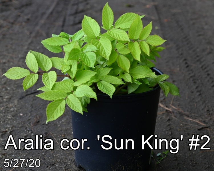 Aralia cor. Sun King #2