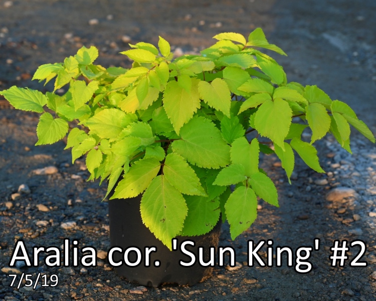 Aralia cor. Sun King #2