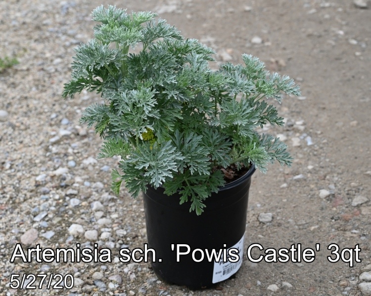 Artemisia sch. Powis Castle 3qt