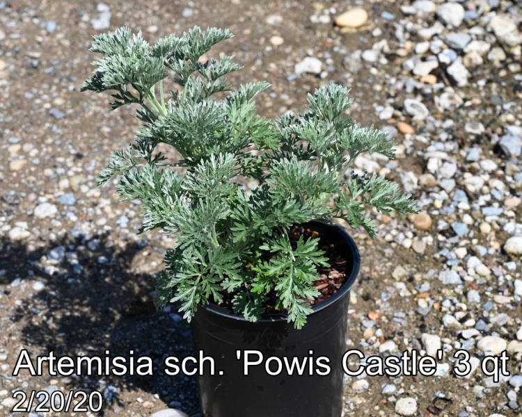 Artemisia sch. Powis Castle 3qt