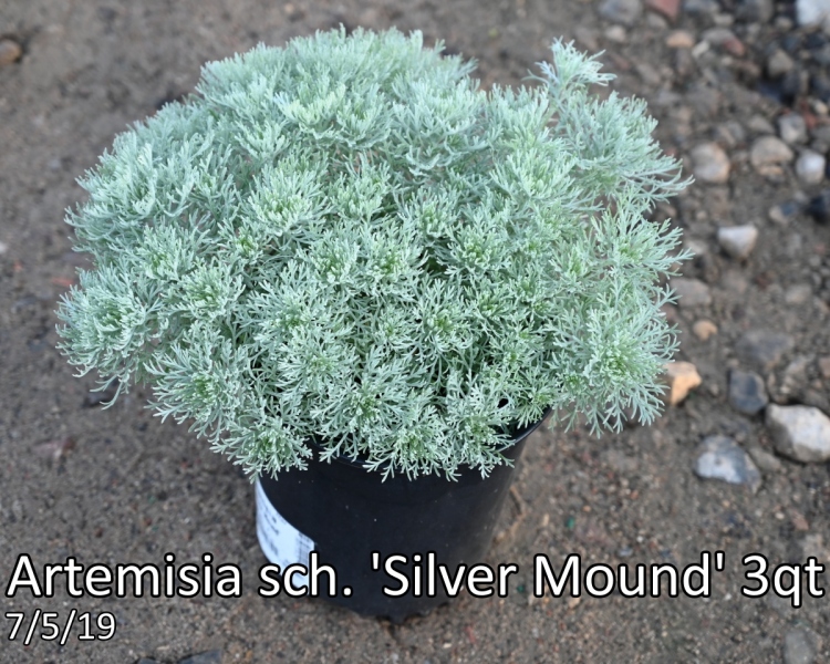 Artemisia sch. Silver Mound 3qt