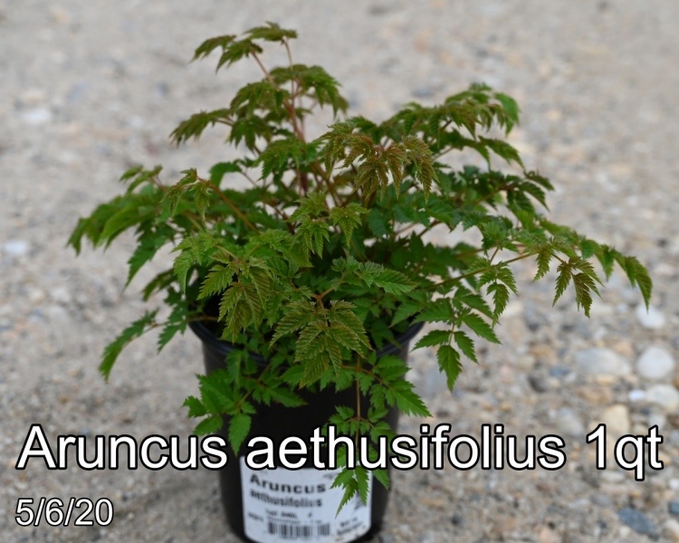 Aruncus aethusifolius 1qt