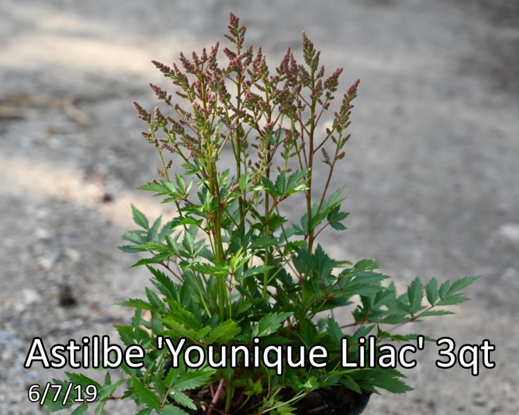 Astilbe Younique Lilac 3qt
