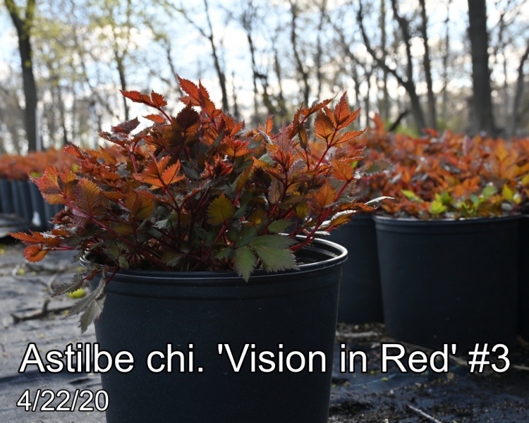 Astilbe chi. Vision in Red #3