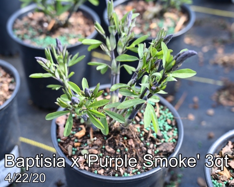 Baptisia x Purple Smoke 3qt