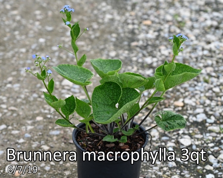Brunnera-macrophylla
