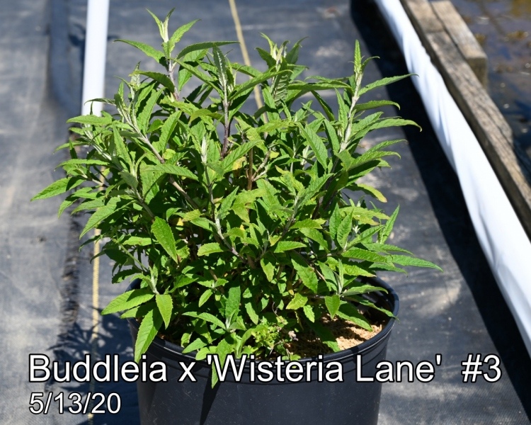 Buddleia-x-Wisteria-Lane-3