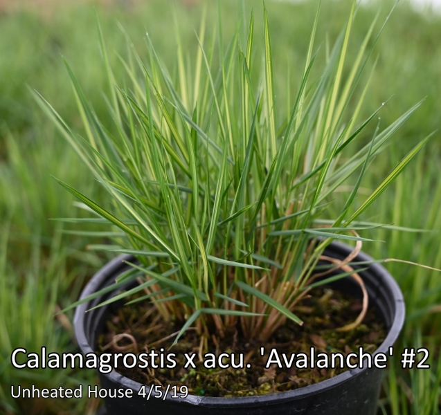 Calamagrostis-x-acu.-Avalanche