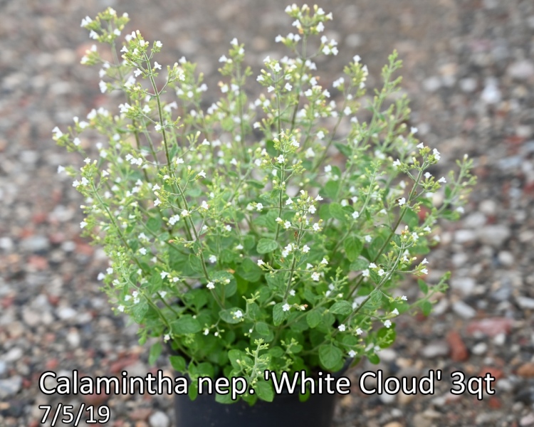 Calamintha-nep.-White-Cloud