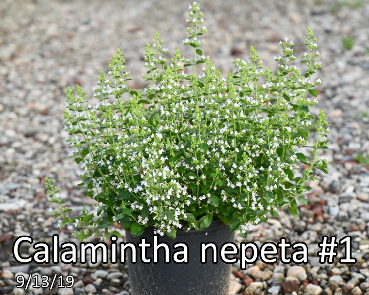 Calamintha-nepeta