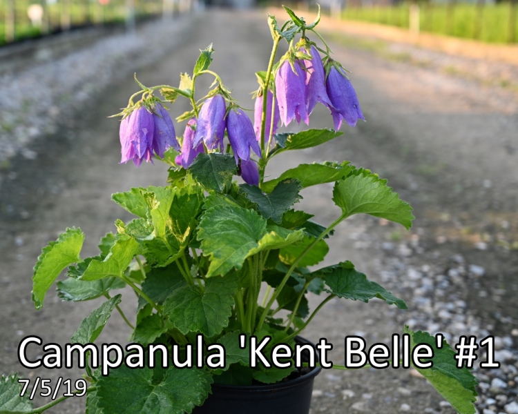 Campanula-Kent-Belle