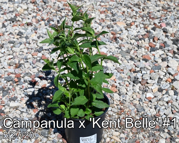Campanula x Kent Belle #1