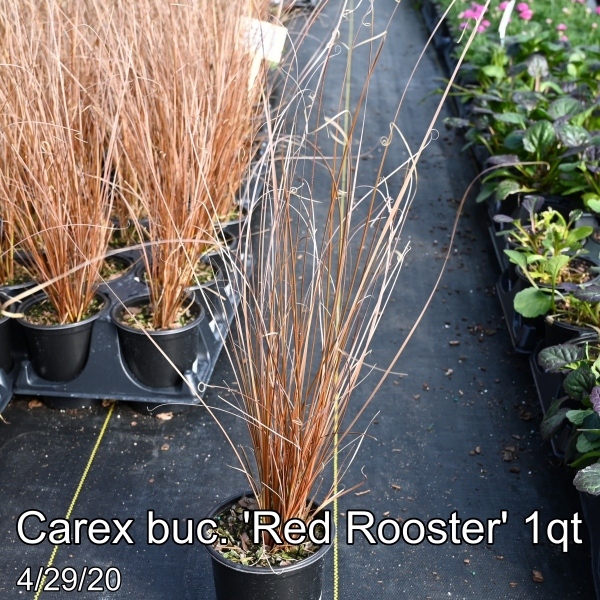 Carex buc. Red Rooster 1qt