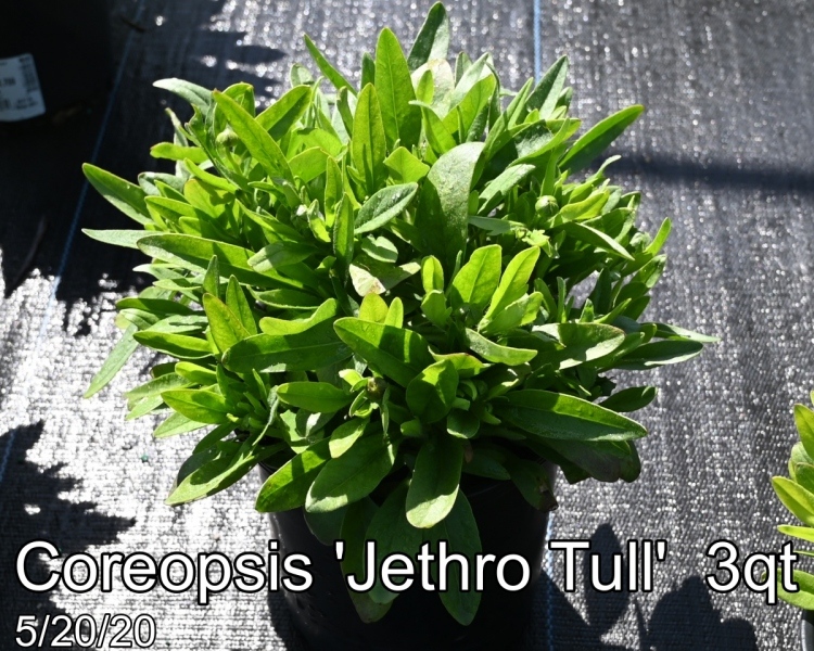 Coreopsis Jethro Tull 3qt