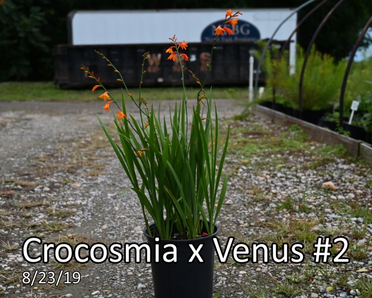 Crocosmia-x-Venus