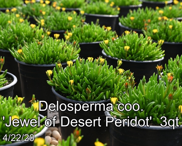 Delosperma-coo.-Jewel-of-Desert-Peridot-3qt