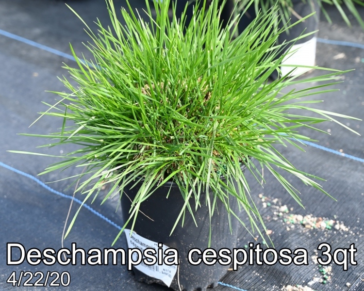 Deschampsia-cespitosa-3qt