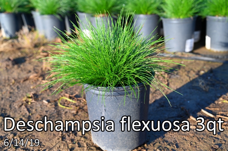 Deschampsia-flexuosa