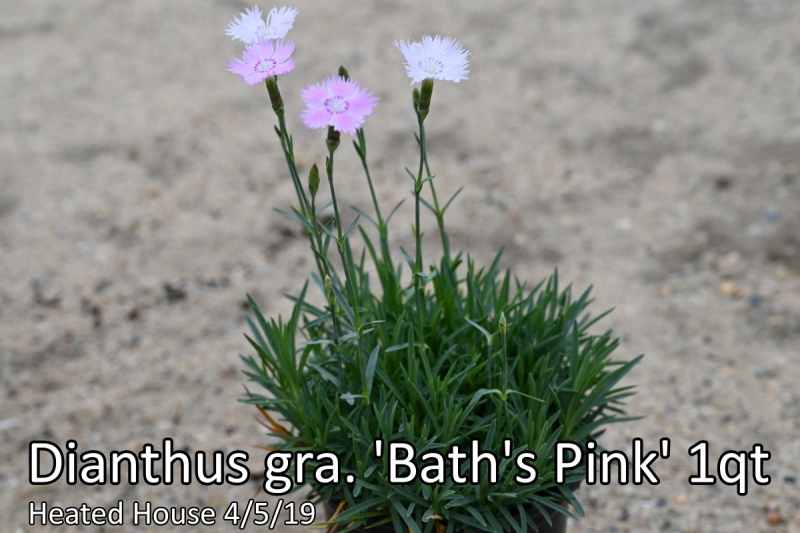 Dianthus-gra.-Baths-Pink