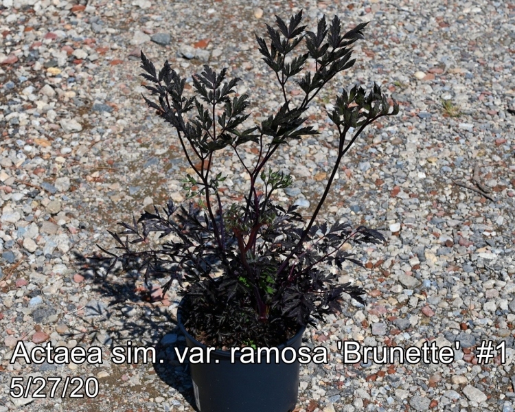 Actaea sim. var. ramosa Brunette #1