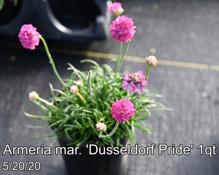 Armeria mar. Dusseldorf Pride 1qt