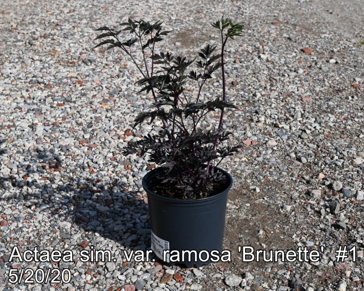 Actaea sim. var. ramosa Brunette #1