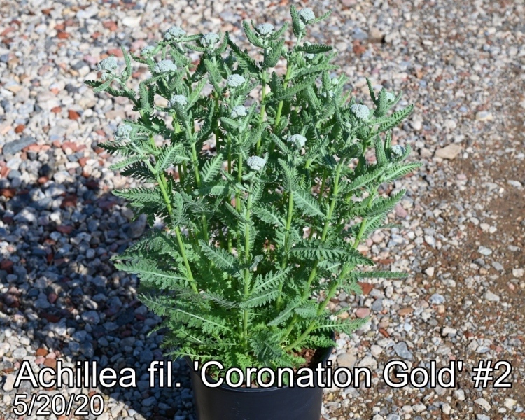 Achillea fil. Coronation Gold #2