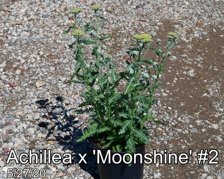 Achillea x Moonshine #2