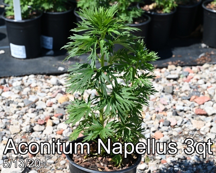 Aconitum Napellus 3qt