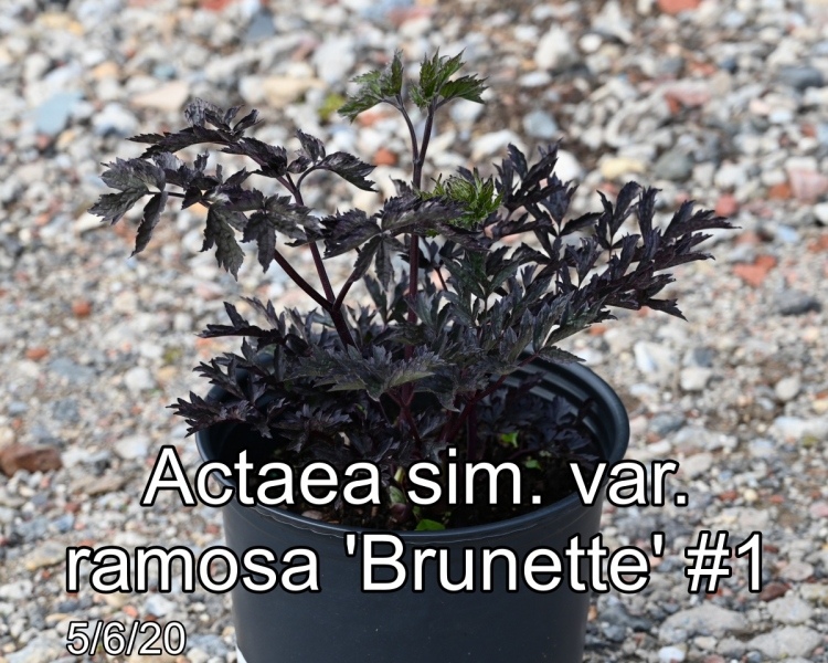 Actaea sim. var. ramosa Brunette #1