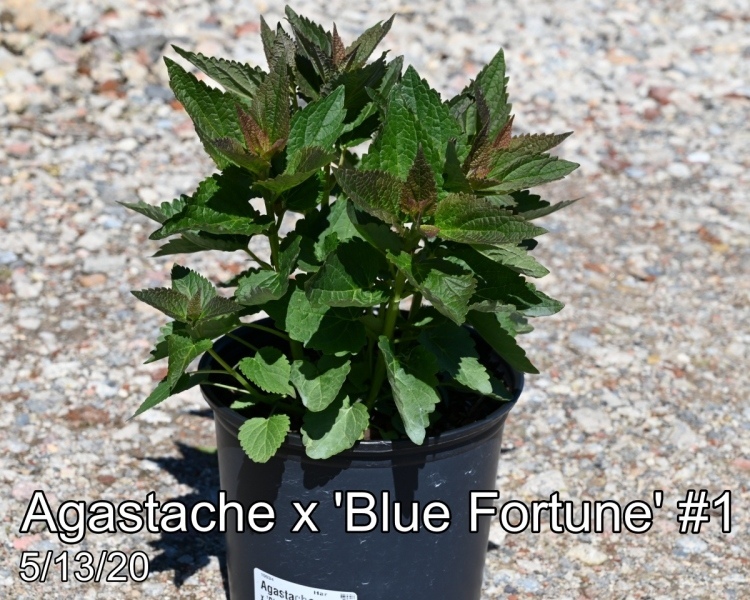 Agastache x Blue Fortune #1